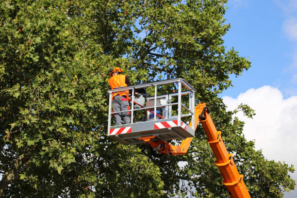 Best Tree Risk Assessment  in Broadview Park, FL